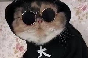 吃瓜娱乐的喵哥是谁呀,吃瓜娱乐界的神秘喵星人